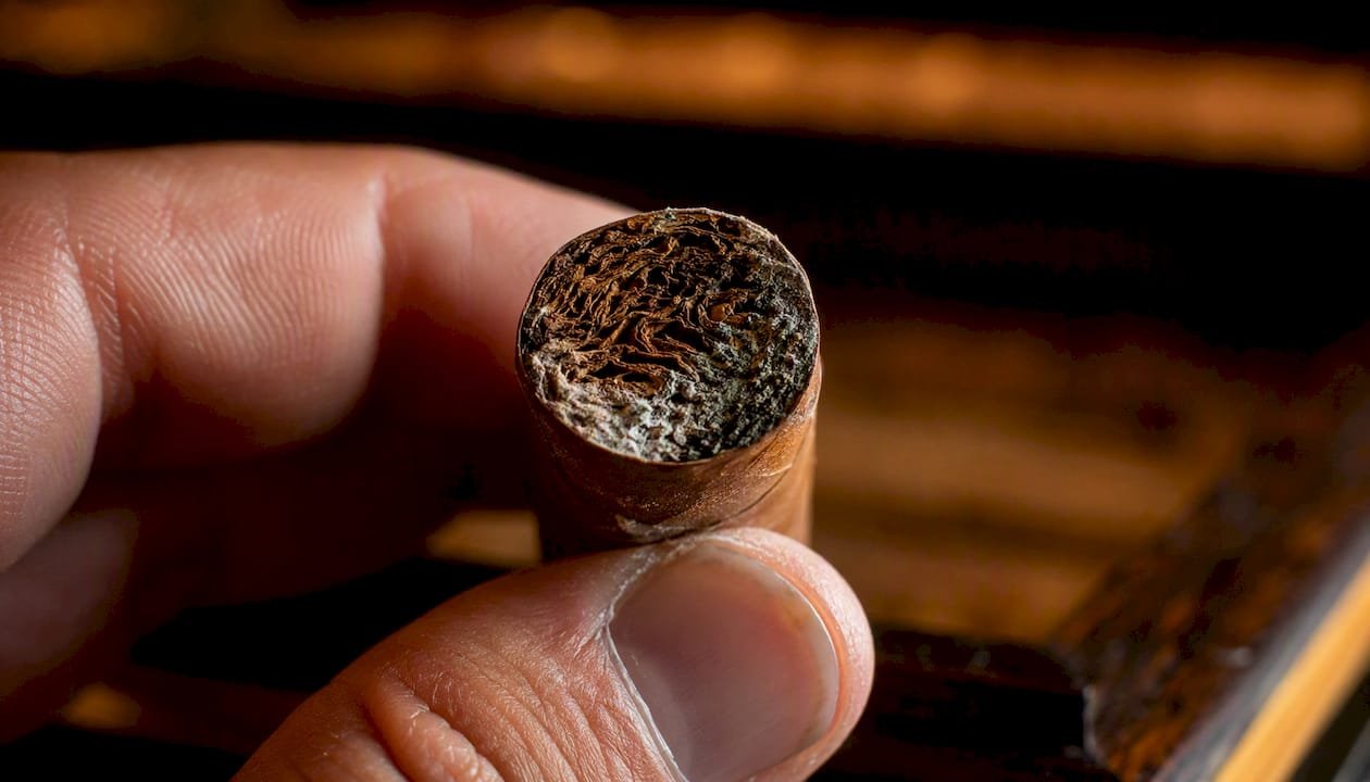Close-up of cigar foot showing mold growth