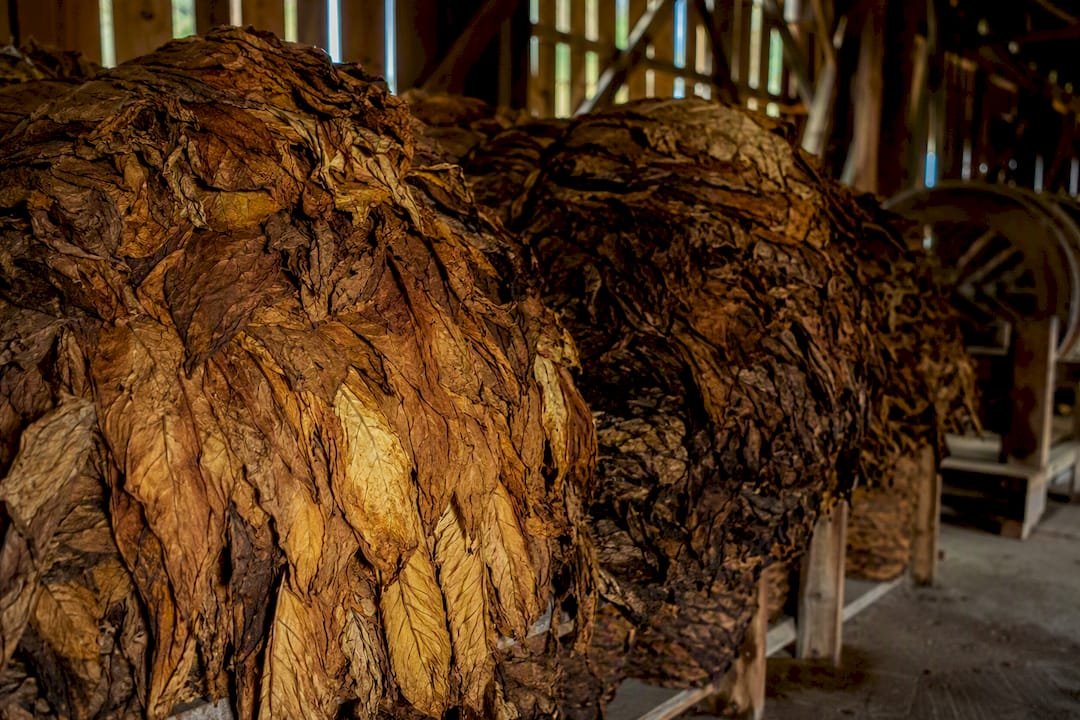 Stacked tobacco leaf bundles fermenting indoors