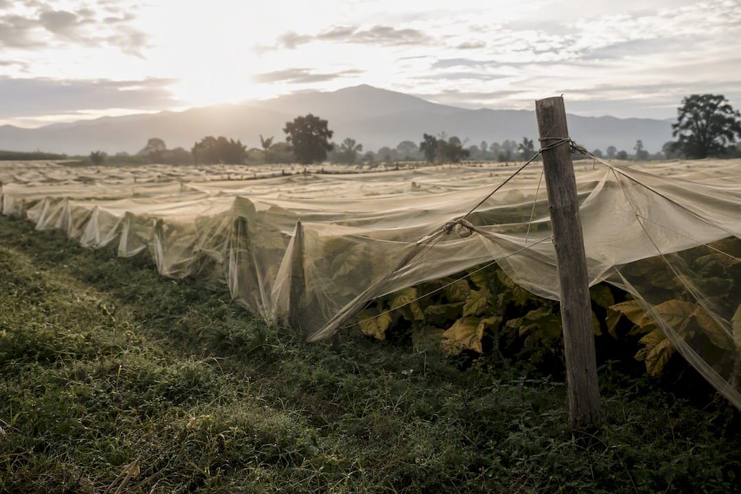 Shade-grown tobacco field under cheesecloth tent