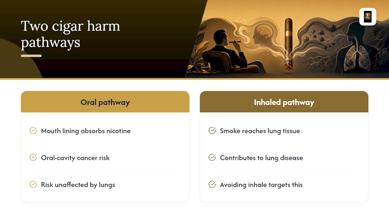Mouth and lung cigar smoke risk pathways