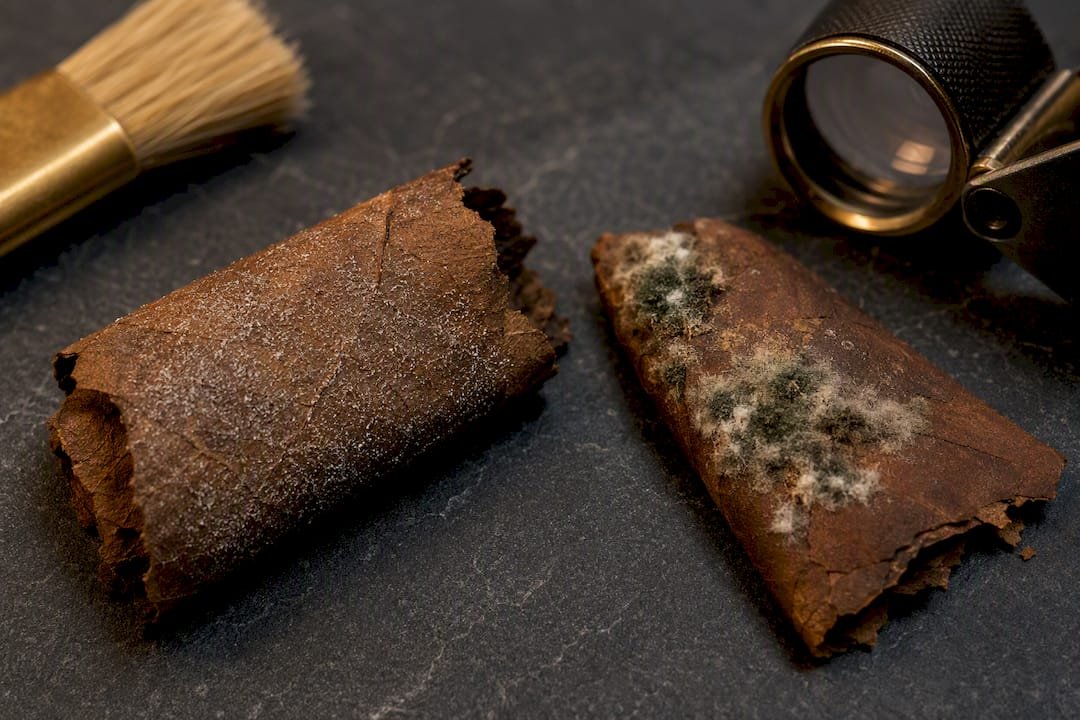 Cropped wrapper showing bloom and mold