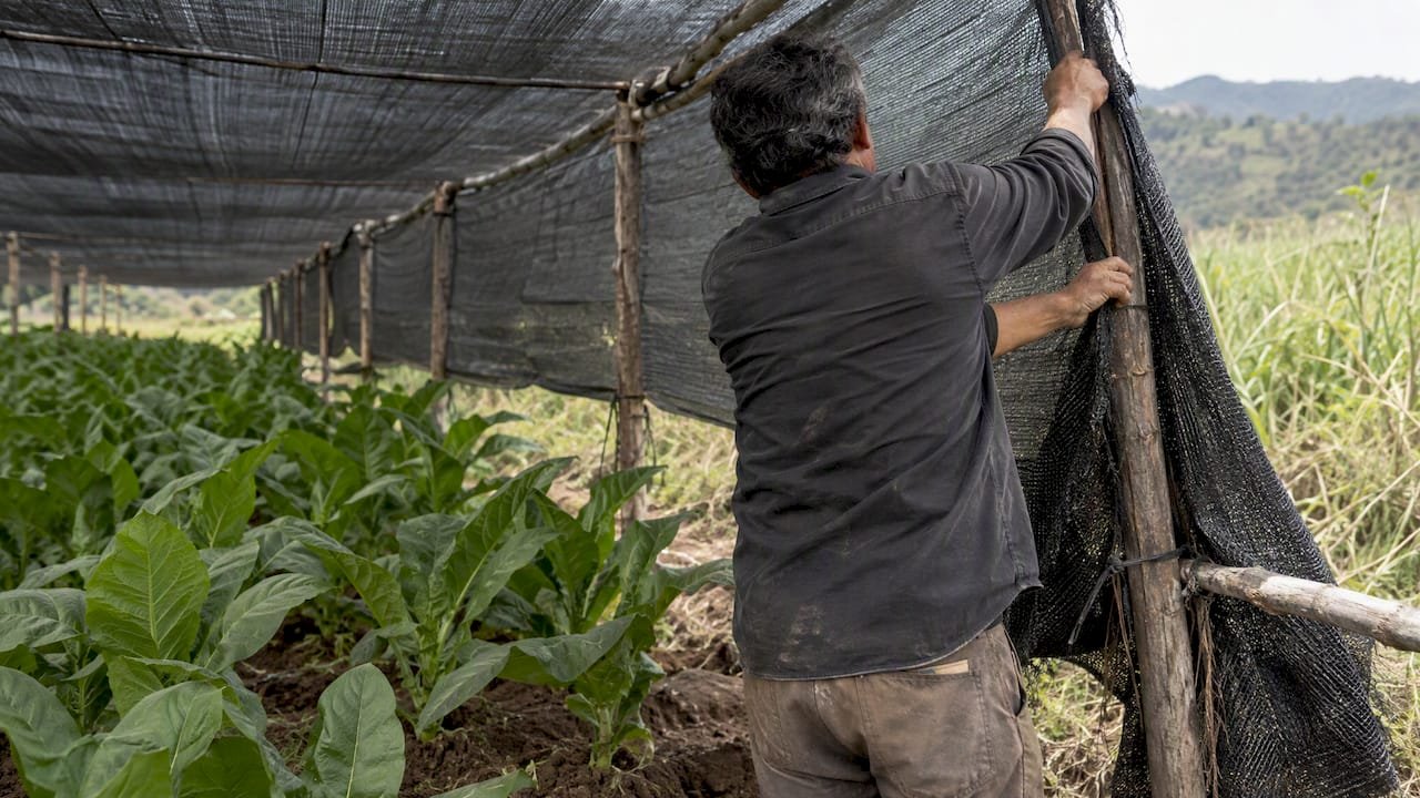 Farmer tending a tobacco shade tent