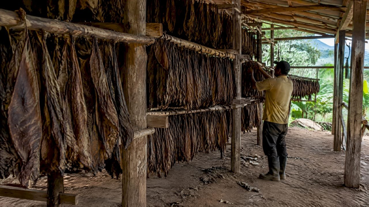 Tobacco leaves hanging in an open curing barn