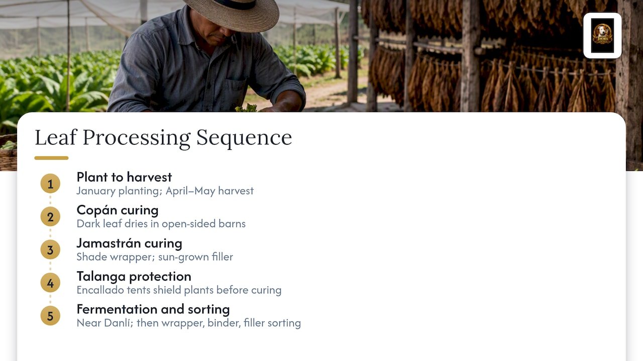 Honduran tobacco planting, curing, and fermentation sequence